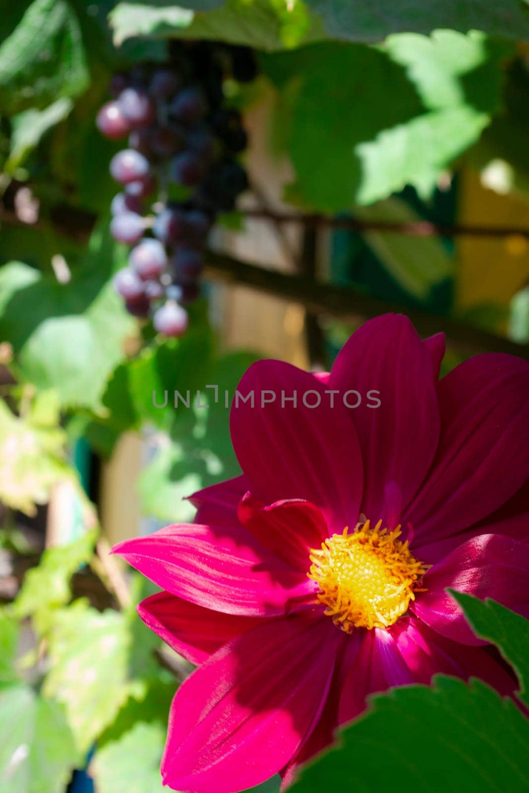 Red flowers dahlia purple flame in the garden with grapes on background. Vertical image