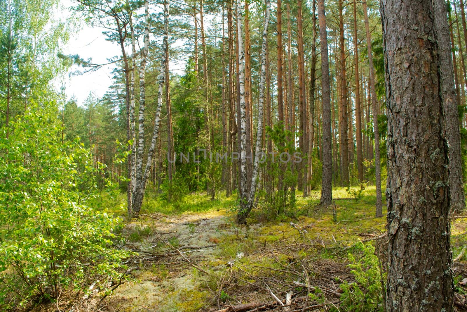 In the Belarussian deep forest with pine and birch trees. On a sunny summer day.