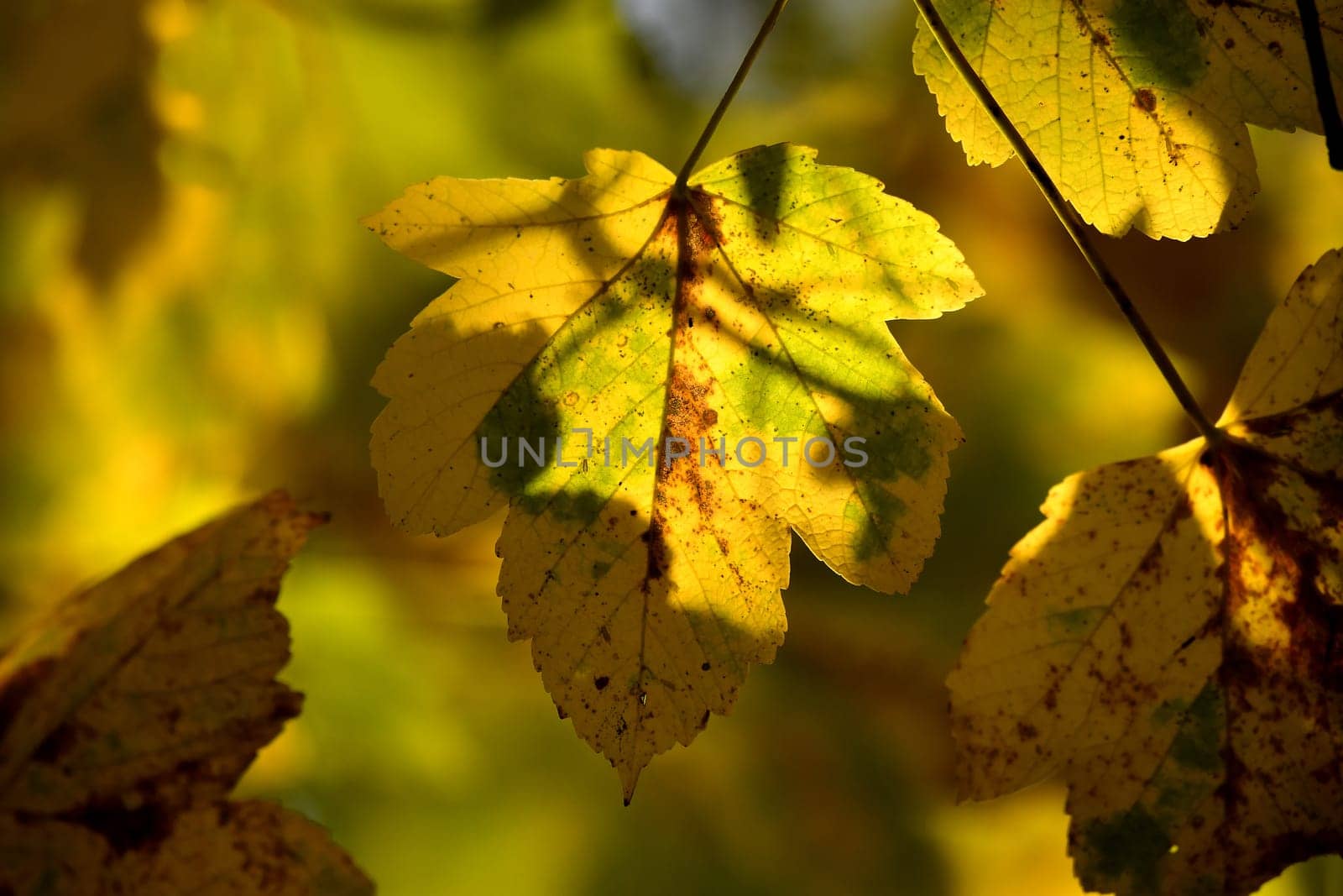 autumnal colored maple leaves on a tree in backlit
