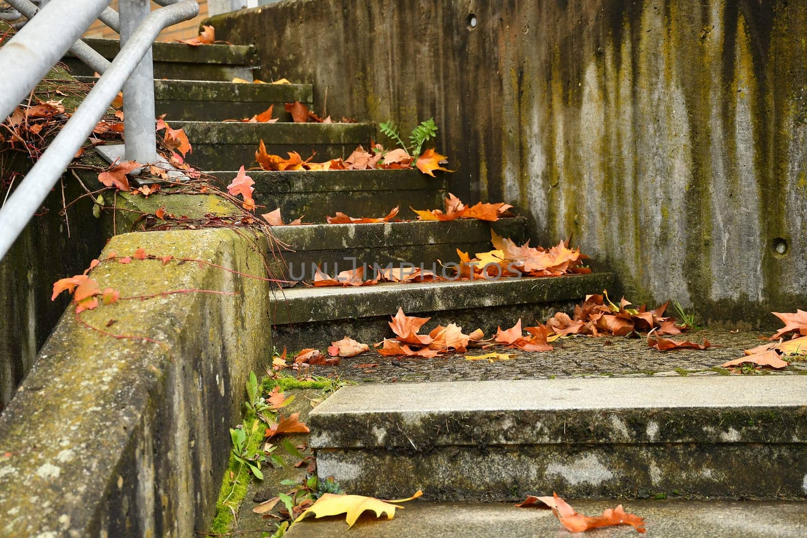 autumnal painted leaves on stairs in a city
