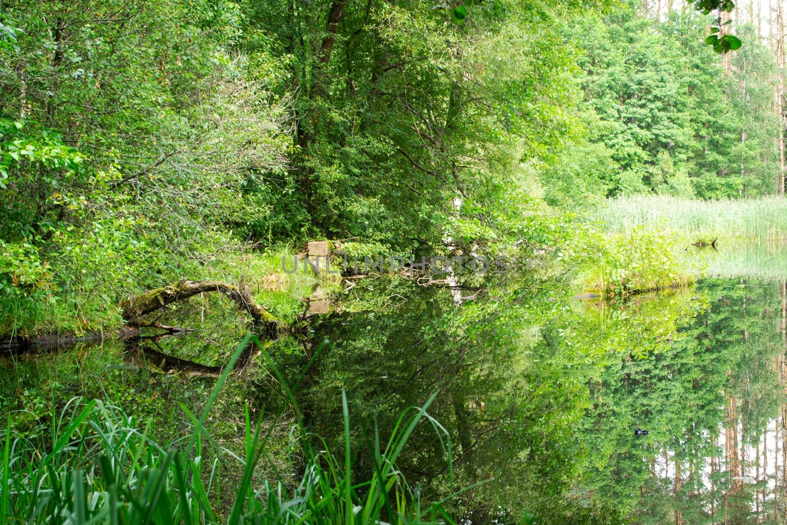 Vacation on the forest river. Summer forest landscape, Belarus. Green colors