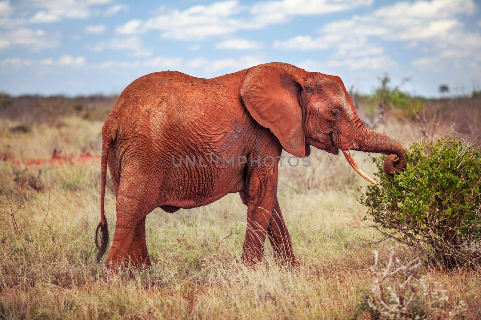 African Elephant (Loxodonta africana), red from the dust, grazing - eating leaves from bush with savanna in background. Tsavo East, Kenya