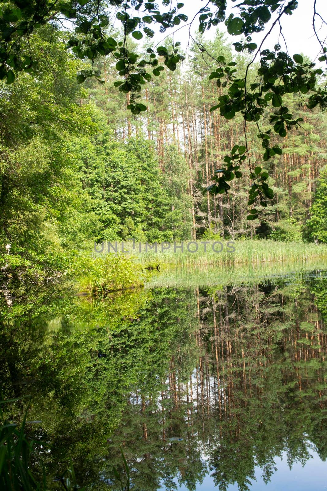 Forest lake view. Trees reflects in calm water, peaceful landscape. Vertical image