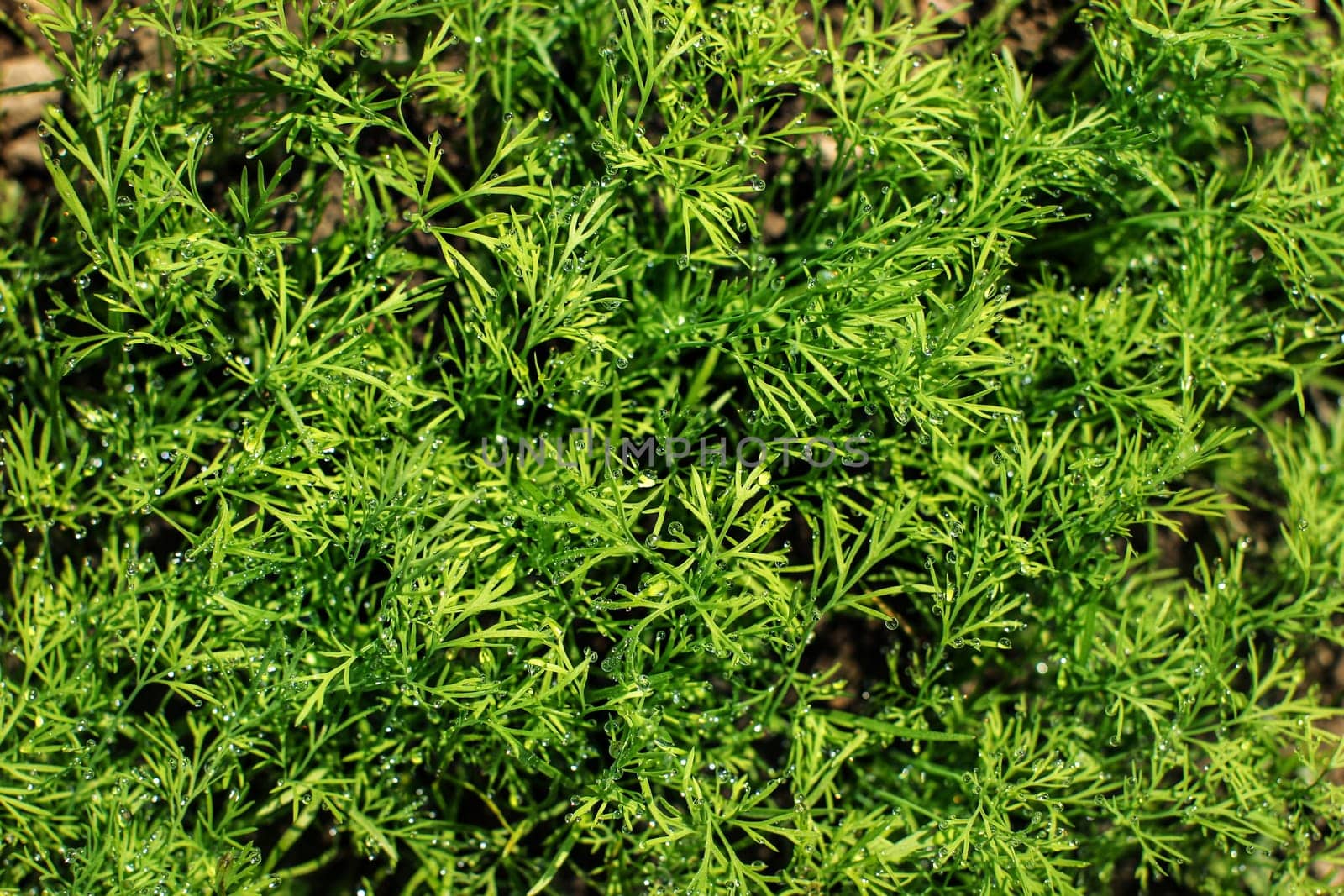 Young dill (Anethum graveolens) plant, covered with drops of dew. Spring gardening.
