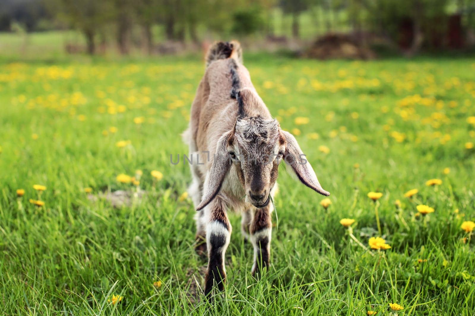 Young brown goat kid, chewing leaf of grass, grazing on a meadow with dandelions