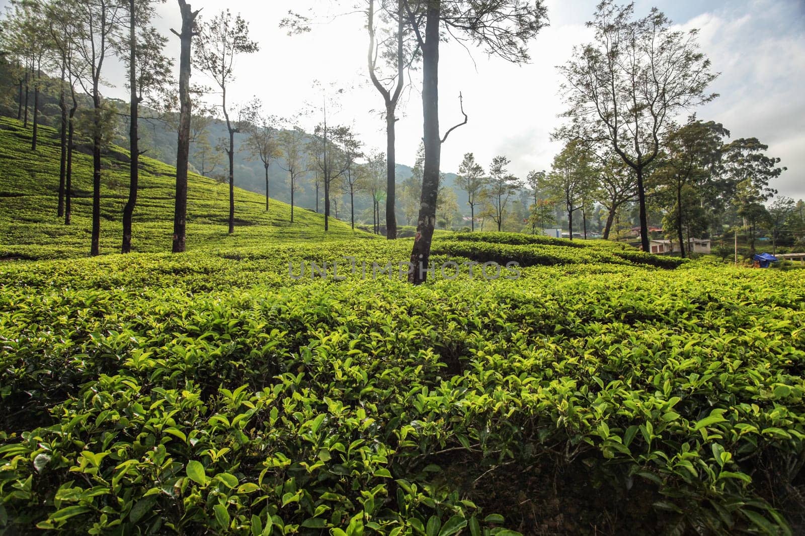 Tea gardens in morning light. Kandy, Sri Lanka
