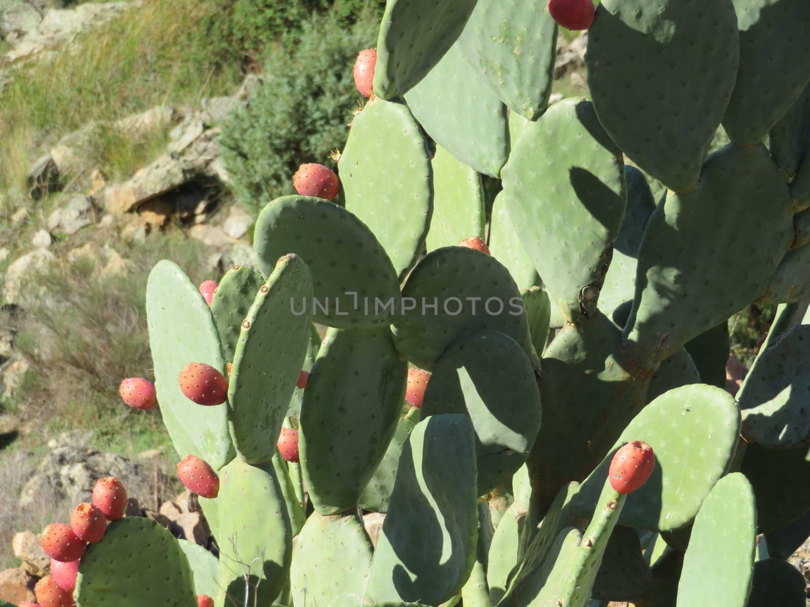 dangerous plant cactus protection figs prickly pears fruit thorns pain