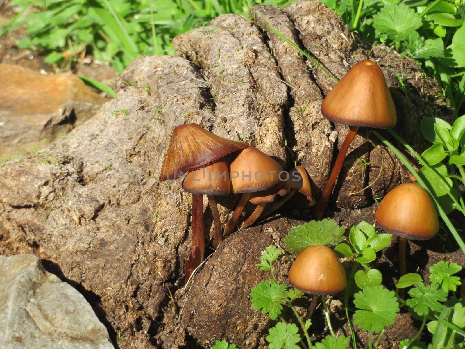 beautiful natural forest mushrooms delicate curious autumn