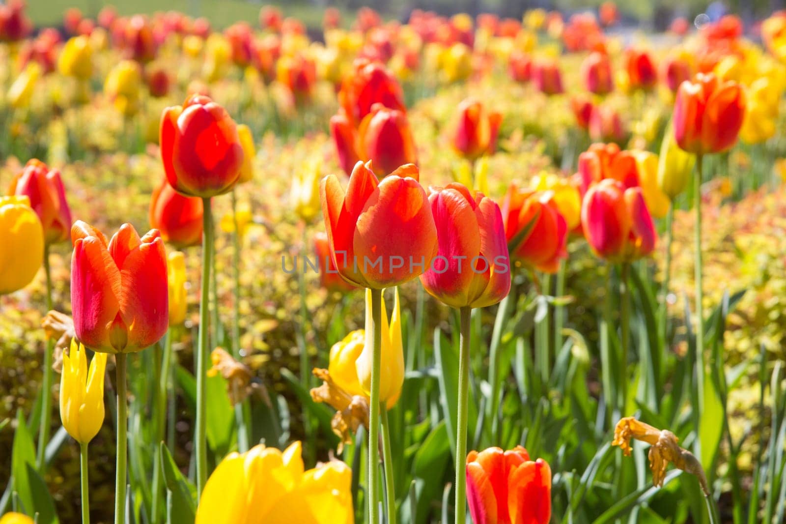 red and yellow tulips in city park flowerbed