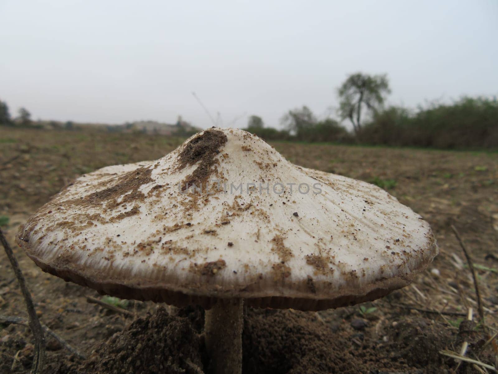 beautiful oversized fungus with good solitary appearance in the countryside