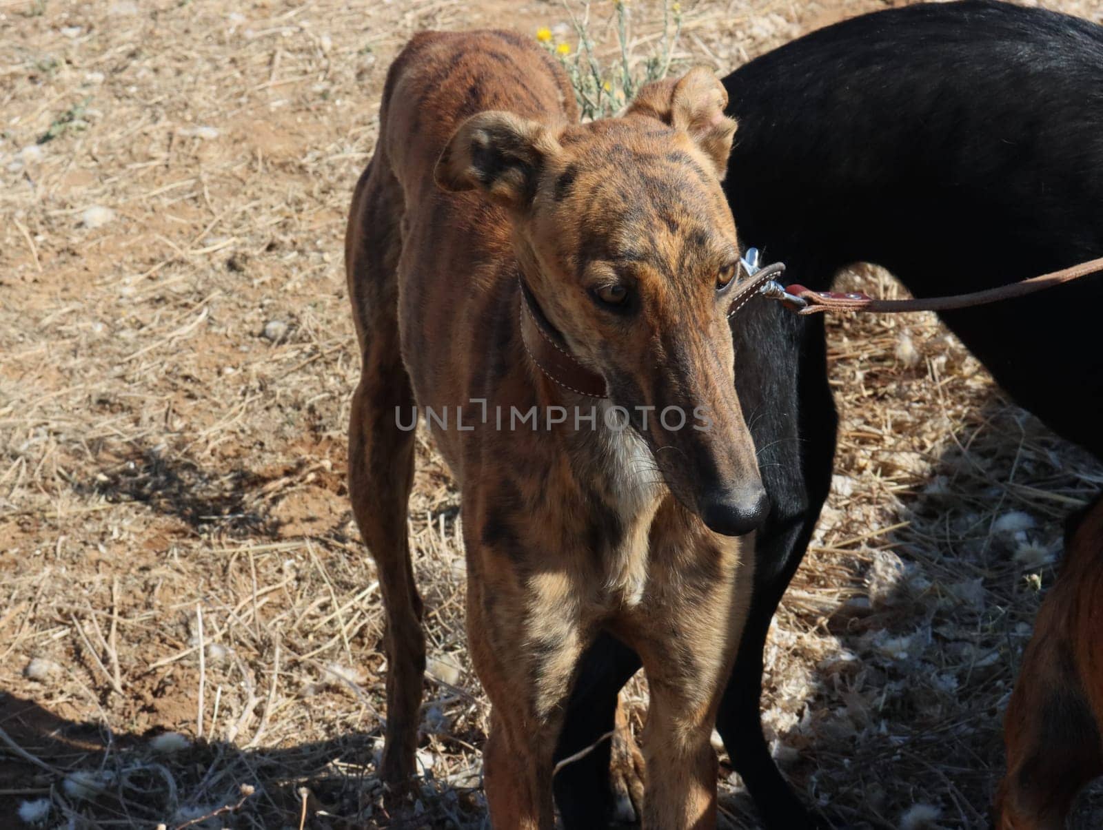 greyhound race fast dog domestic animal field hare hunting