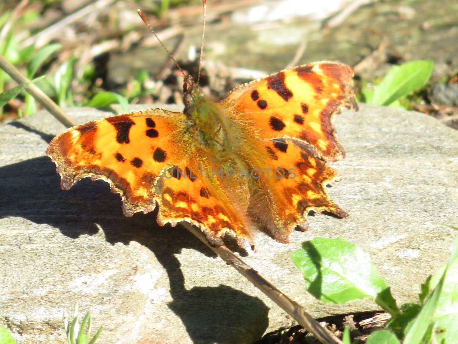 beautiful delicate butterfly with colors in the sun to dry and warm up