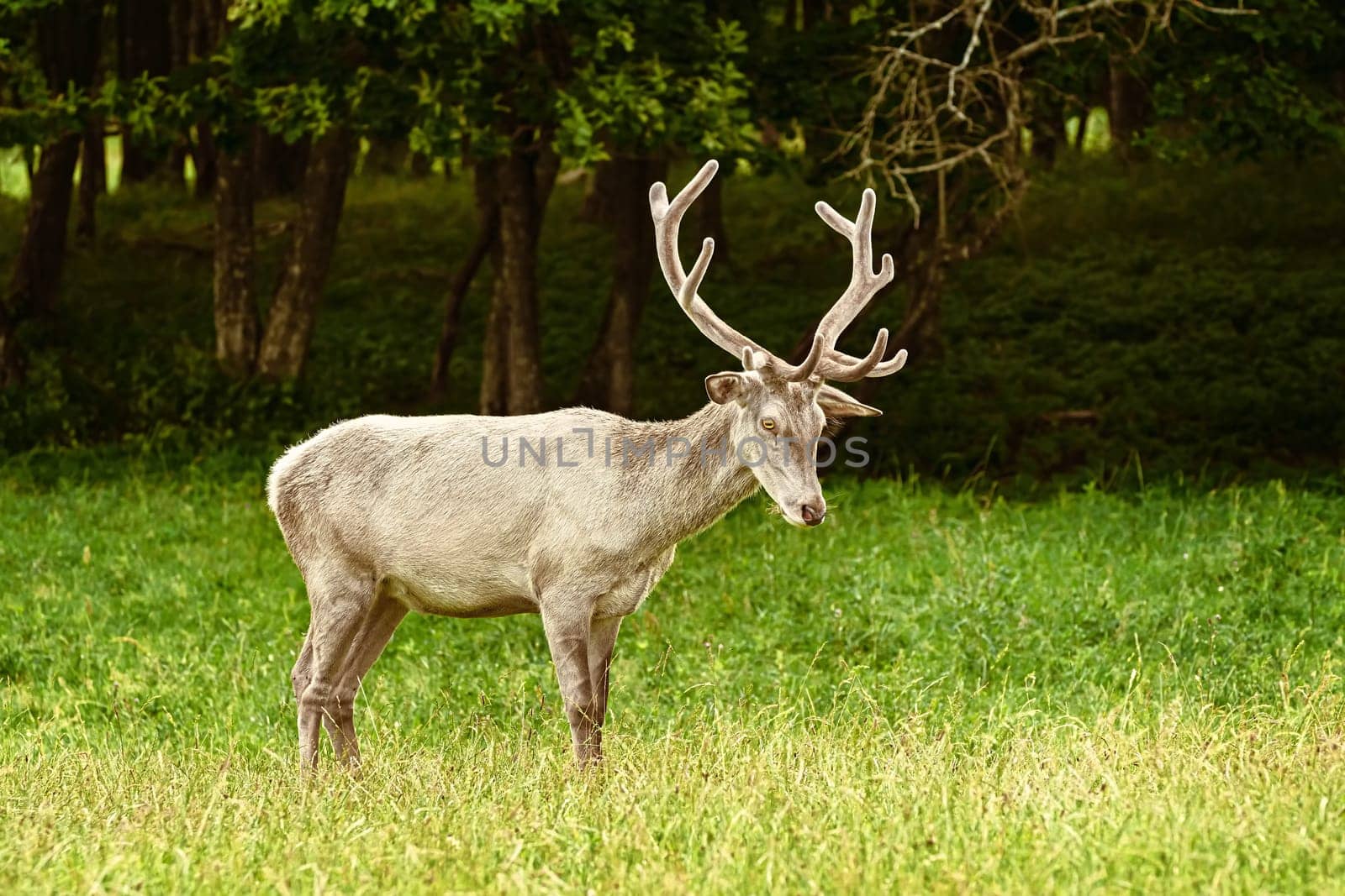 White deer at the green lawn near the forest