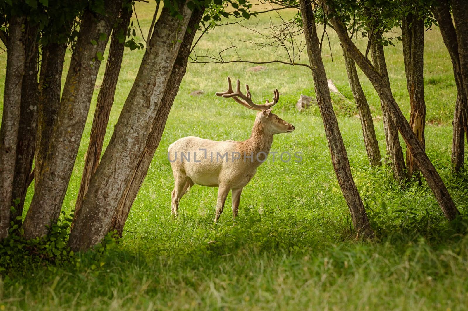 White deer in the forest between trees