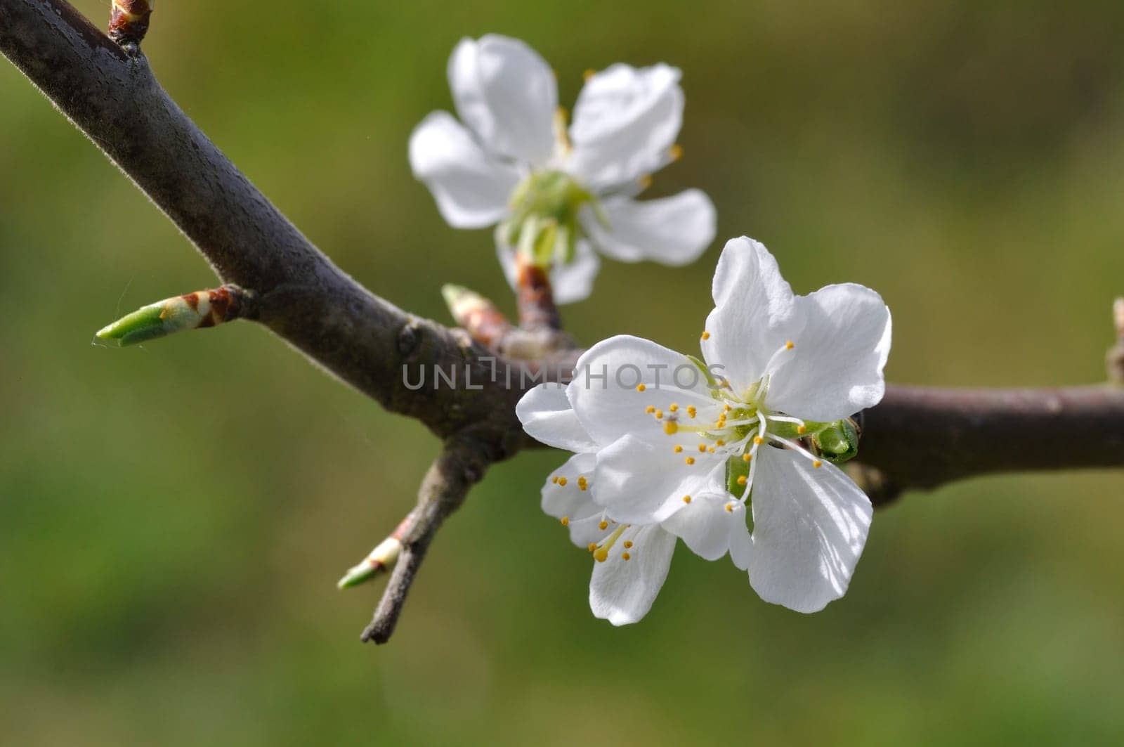 Cherry blossoms in a garden