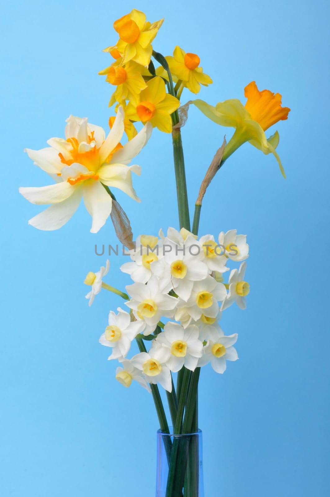 Bouquet of daffodils in a vase
