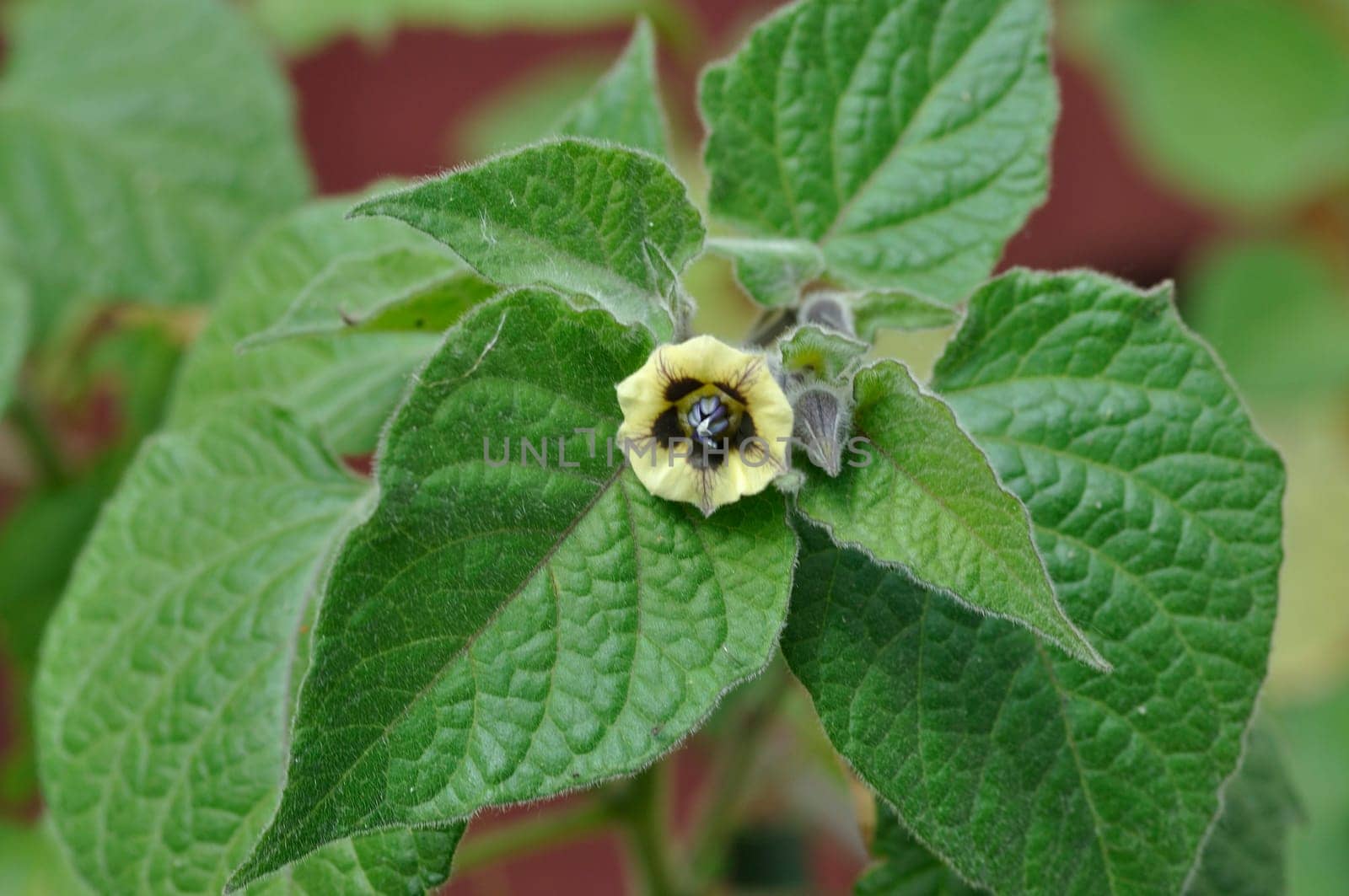 Physalis in bloom in a garden