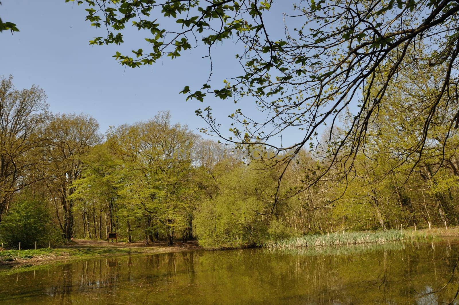 Pond in the Communal forest of Saint-Pierre-Lès-Elbeuf