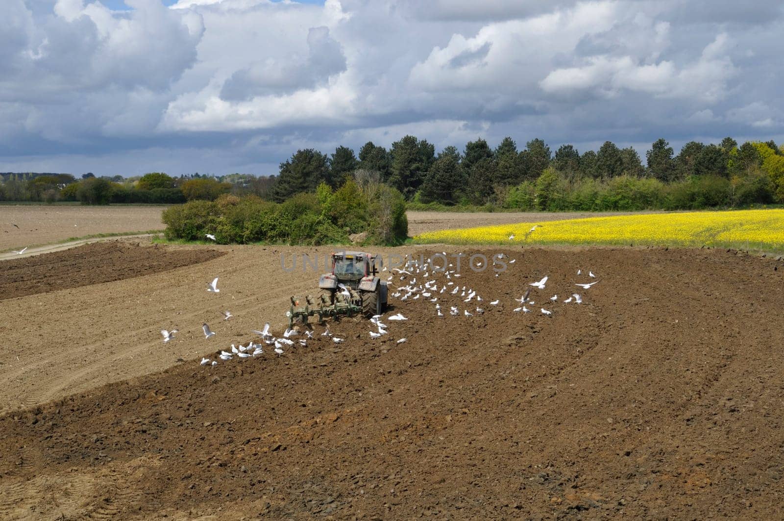 Plow tractor surrounded by seagulls