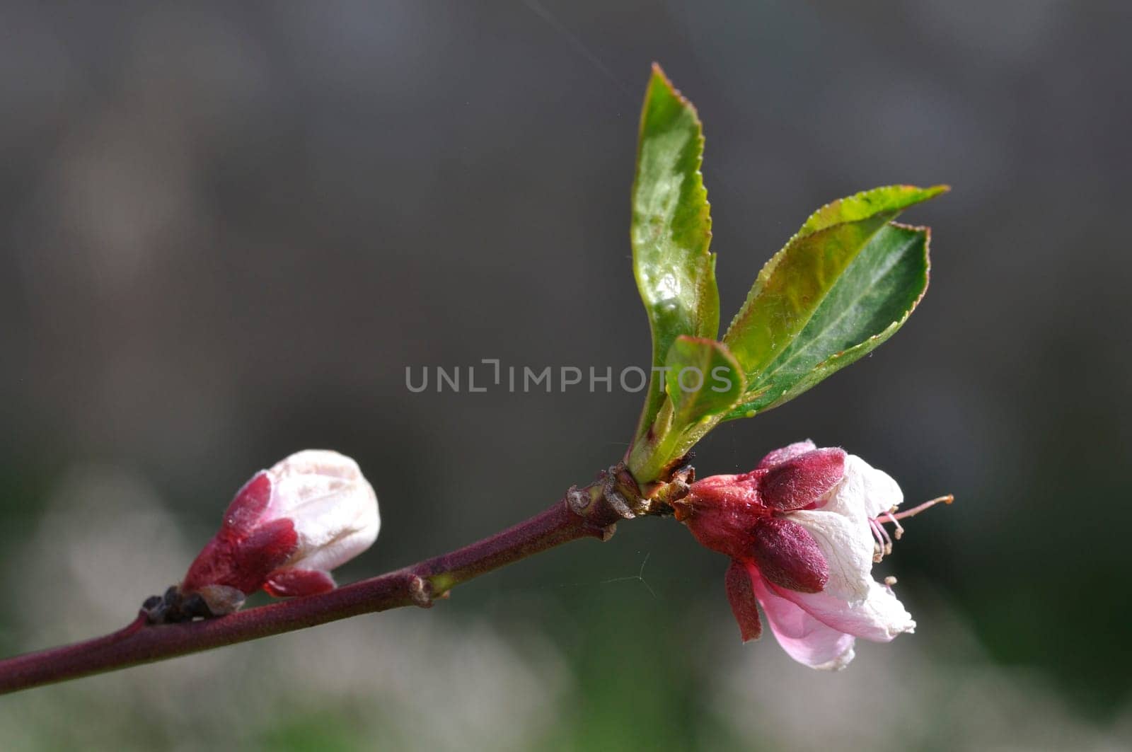 blooming nectarine in a garden