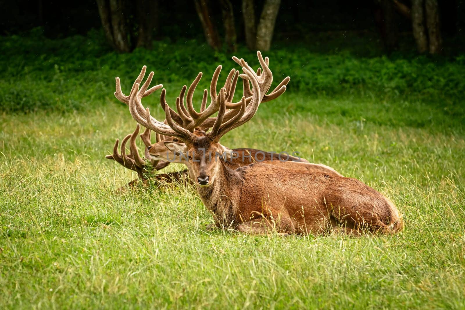 Deers with big horns resting near the forest