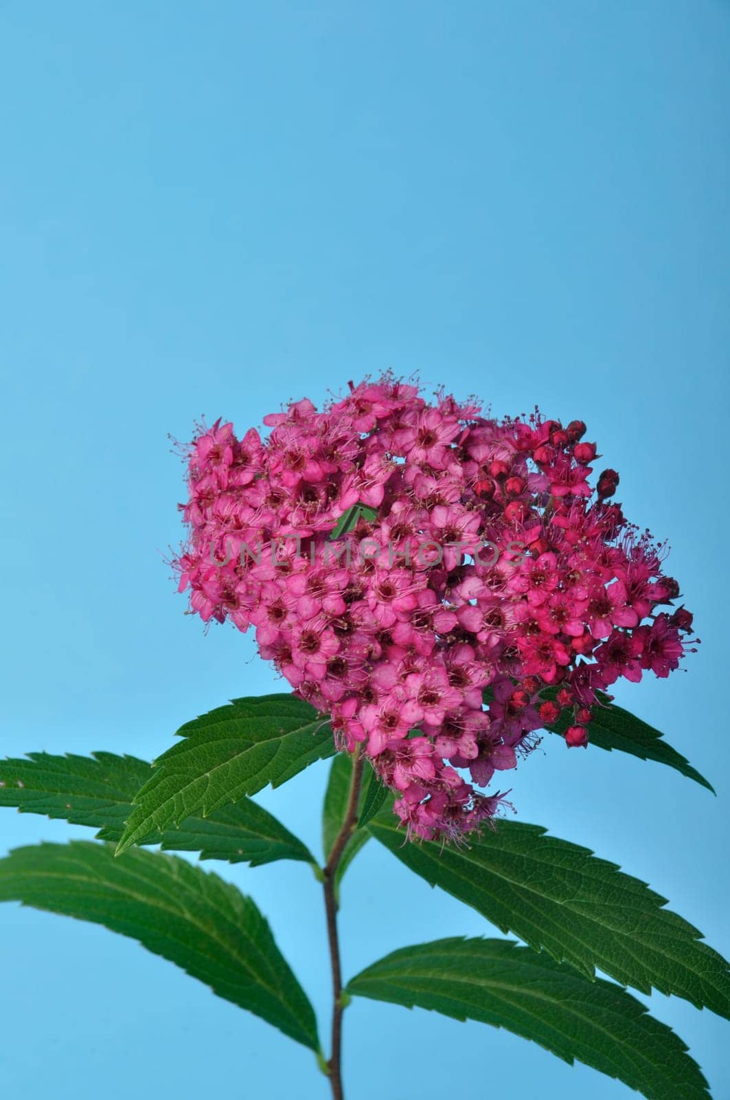 A bungei clerodendron studio shot