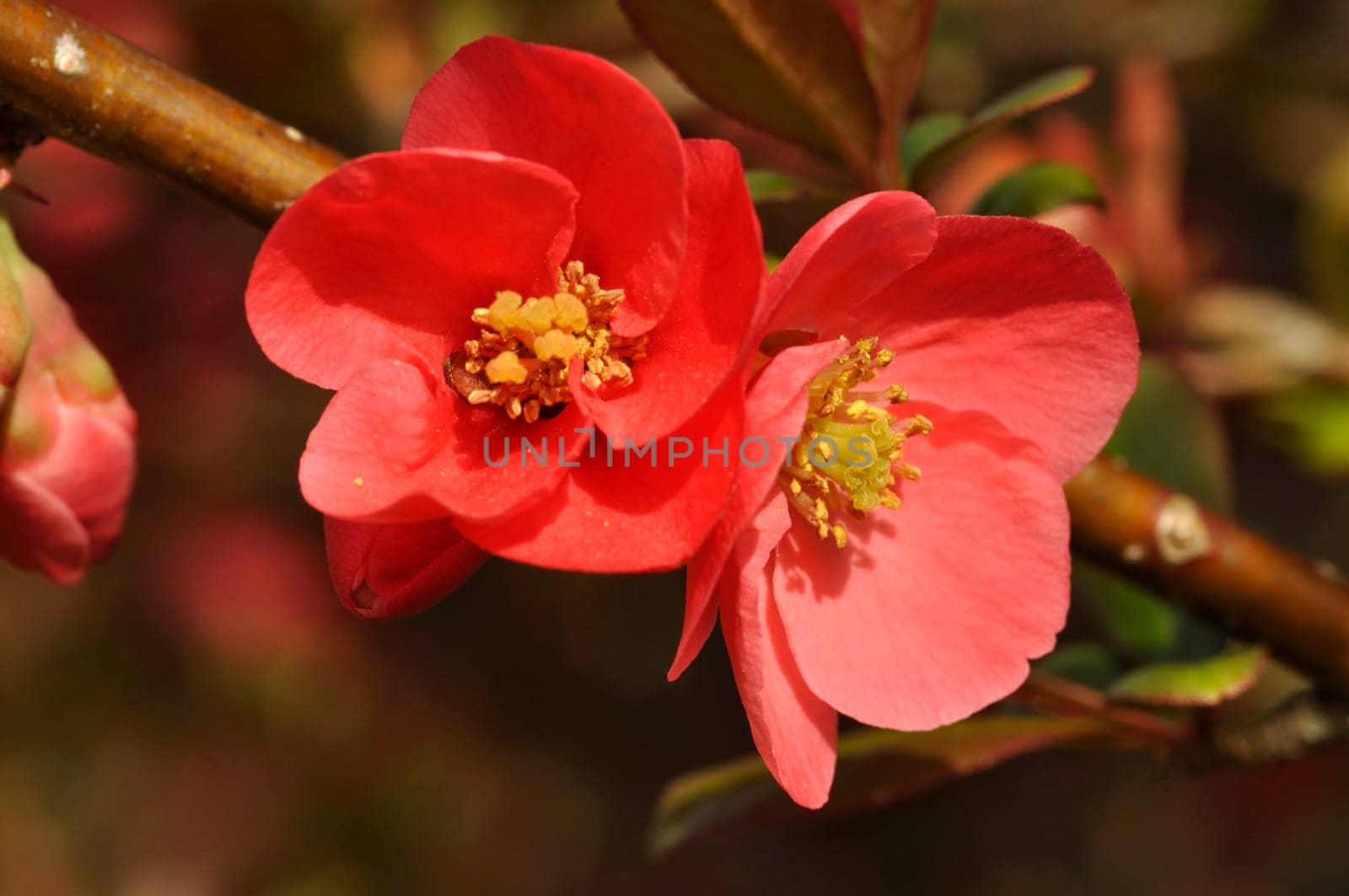 Japanese quince in bloom in a garden