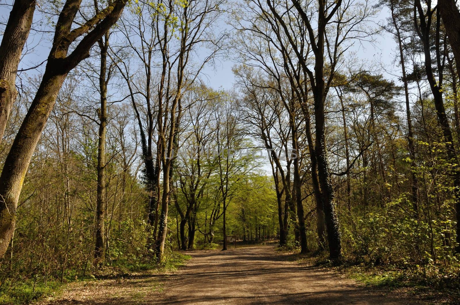 Communal forest of Saint-Pierre-Lès-Elbeuf