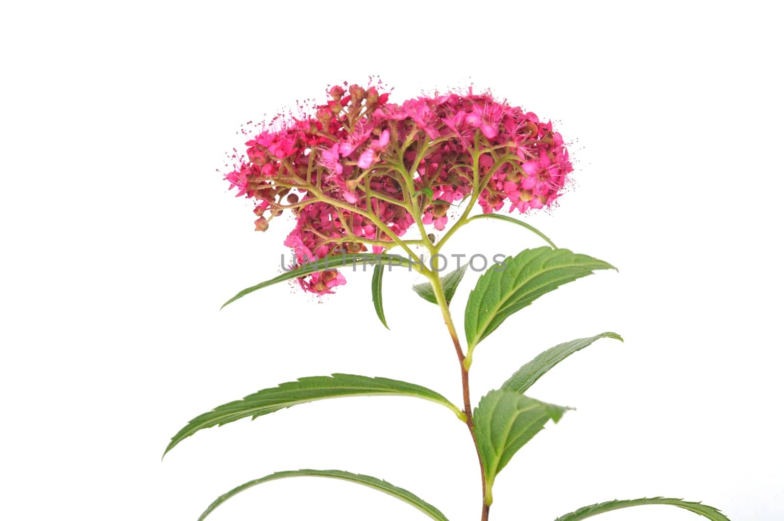 A bungei clerodendron studio shot