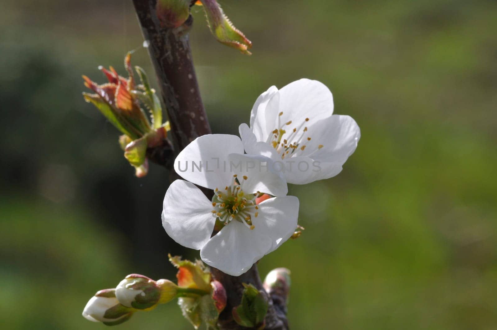 Cherry blossoms in a garden