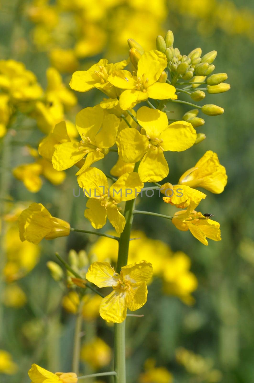 A rape field in Brittany