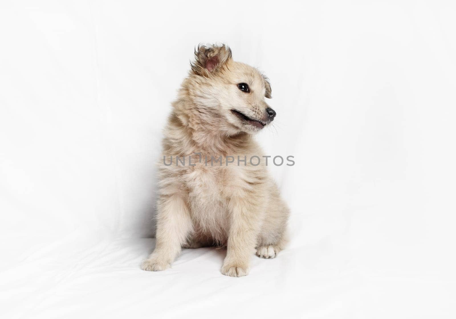 Puppy dog sits with his head tilted to one side.
