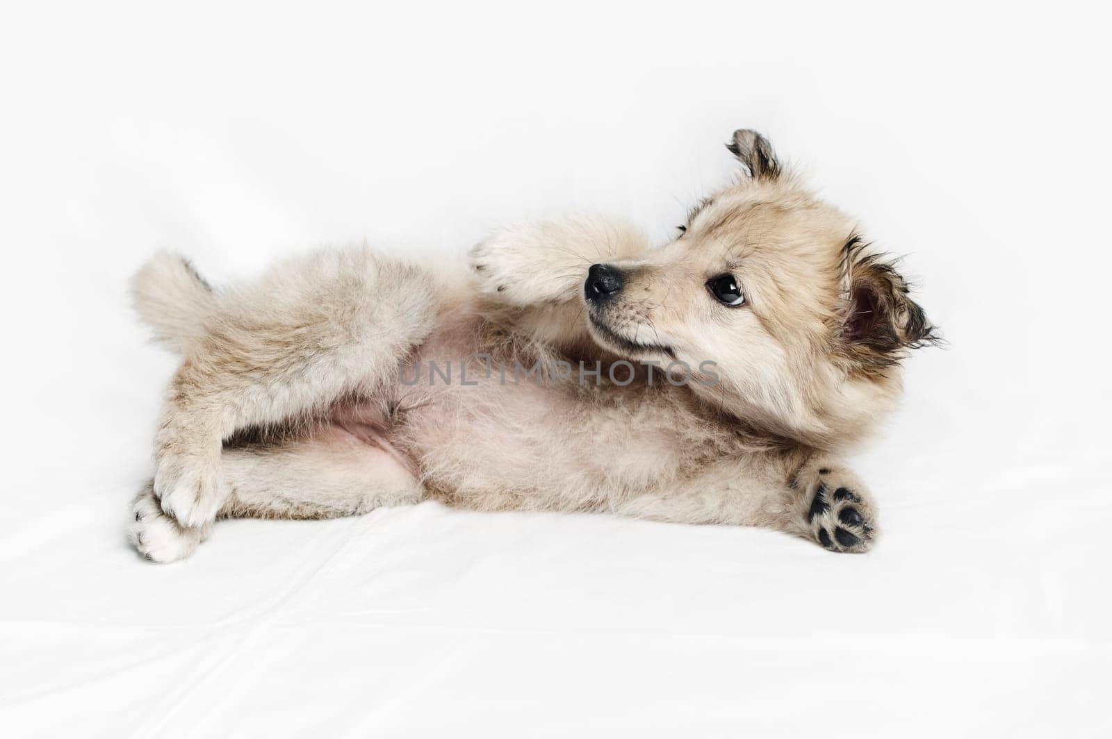 Playful puppy dog is lying on white cloth background.