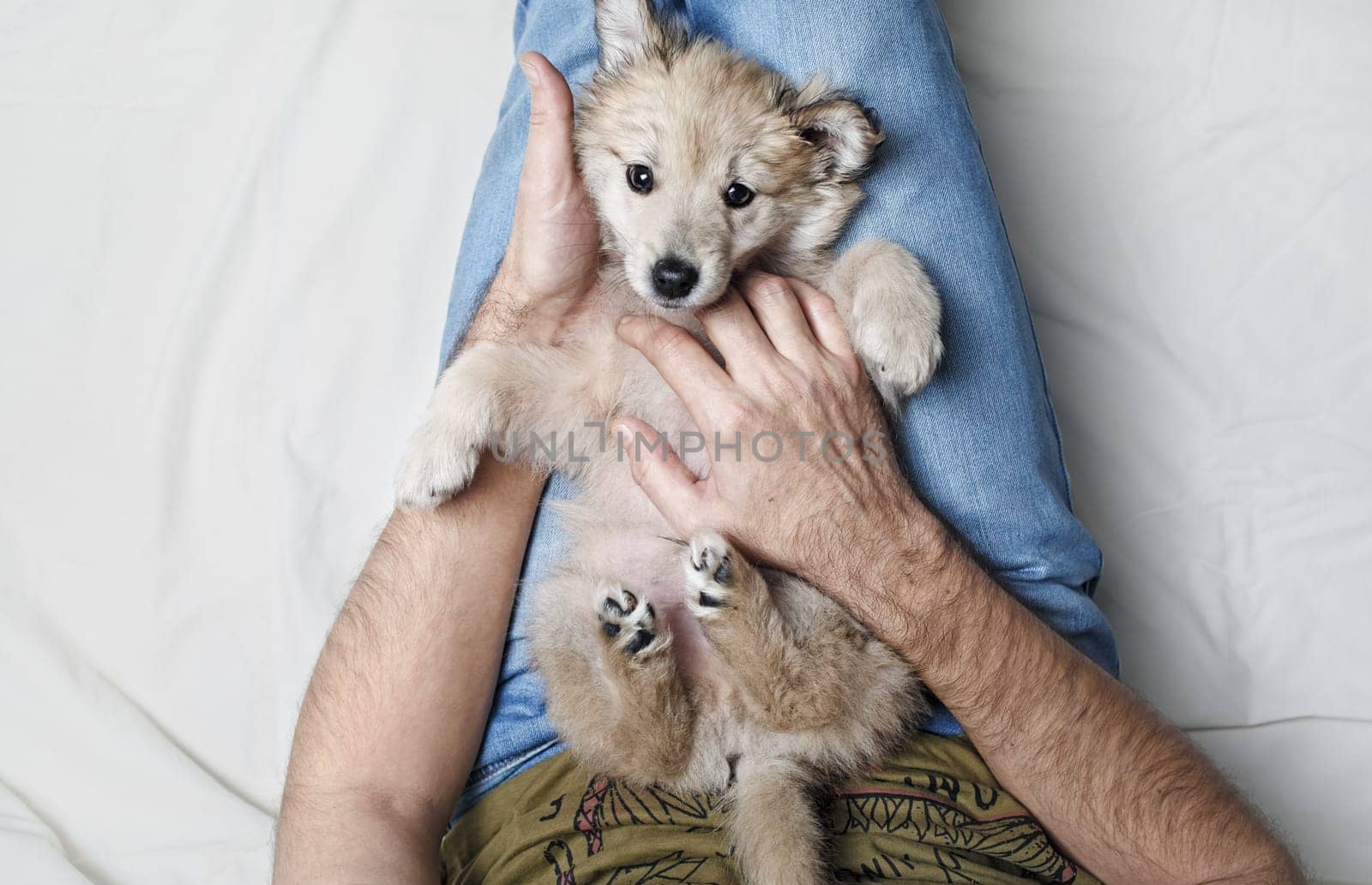 Little cute puppy dog lies on the legs of a man.