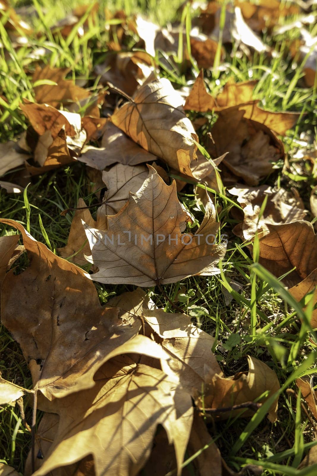 Detail of fall of leaves in autumn, cold and change of season