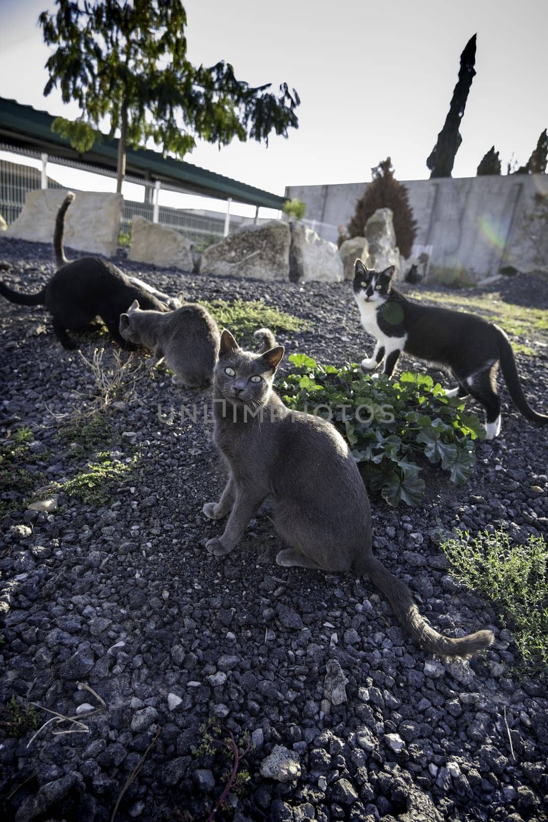 Detail of lonely and abandoned domestic animal on the street