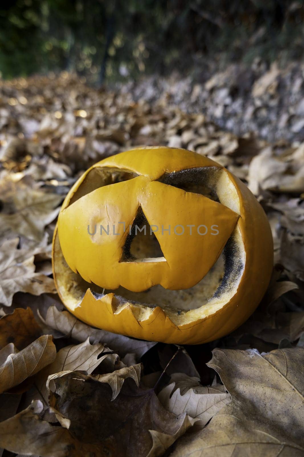 Detail of fresh pumpkins to decorate Halloween night
