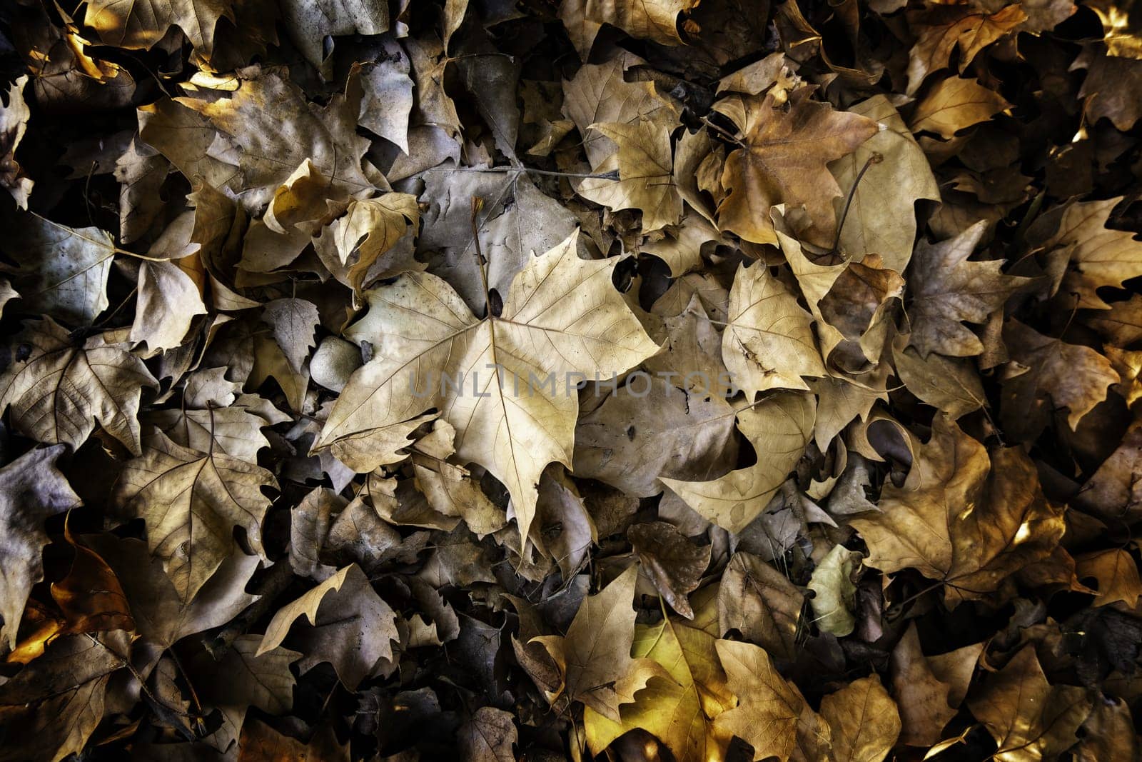 Detail of fall of leaves in autumn, cold and change of season