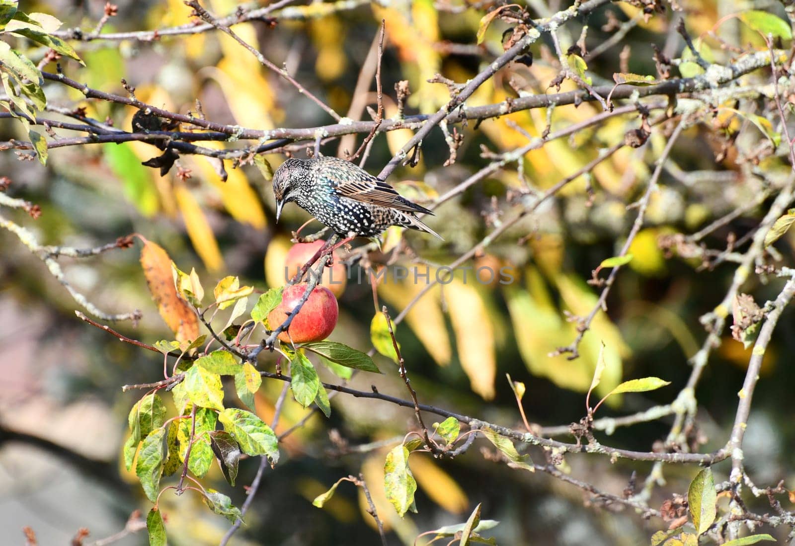 Star on a aplle tree