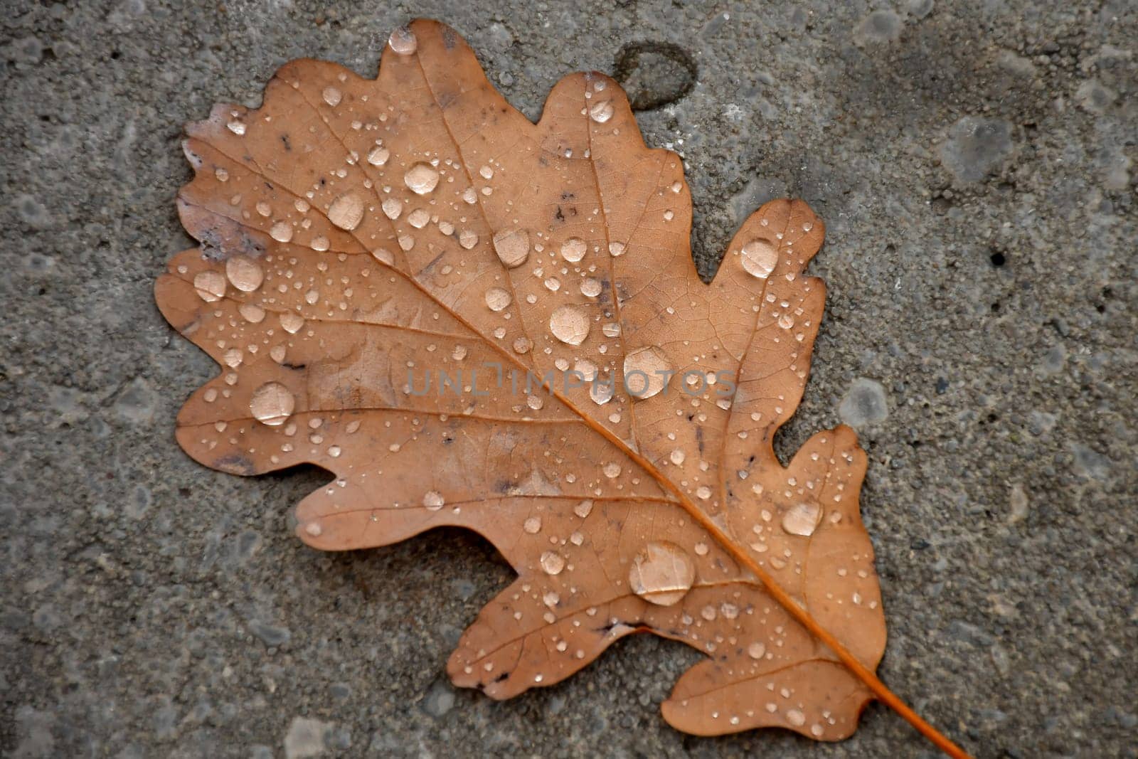 autumnal colored beech leaf with raindrops on a wet street floor