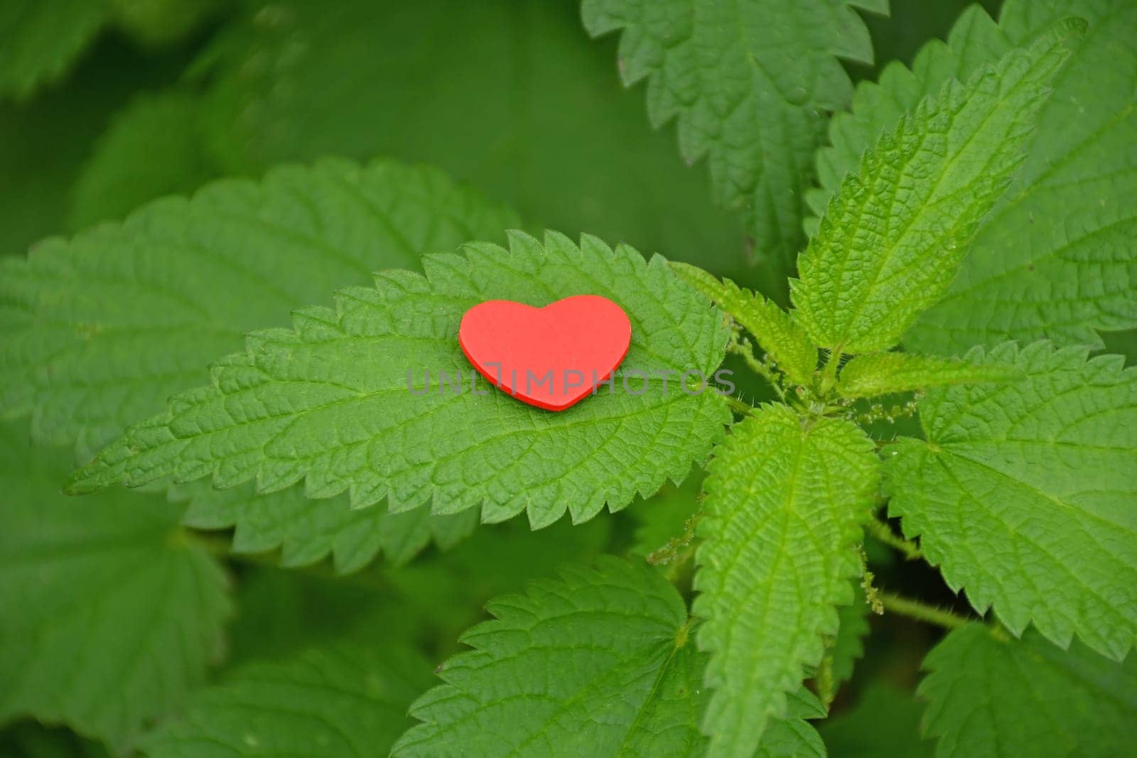 Heart on stining nettle, burning love