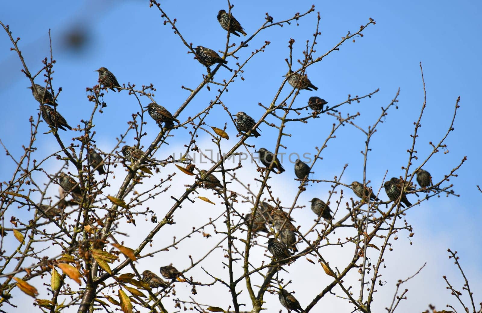 Starlings gather on a cherry tree