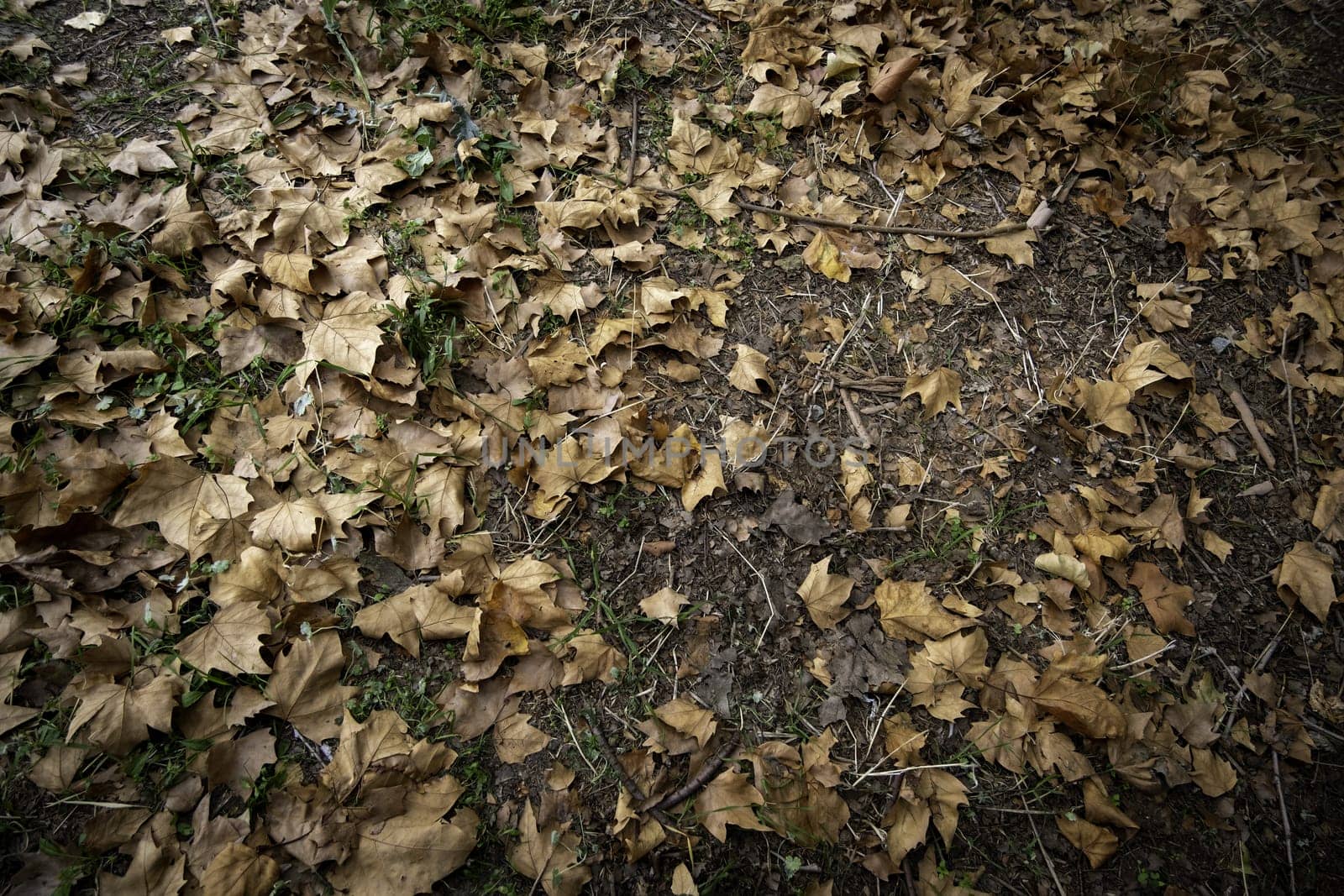 Detail of fall of leaves in autumn, cold and change of season