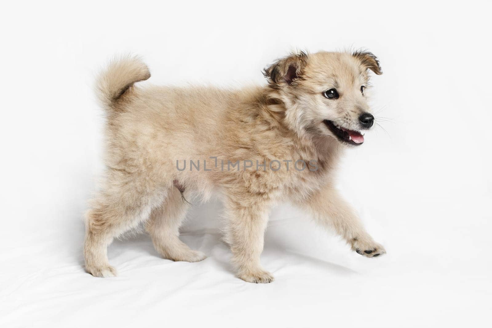 Cute puppy is walking. Dog on white cloth background.