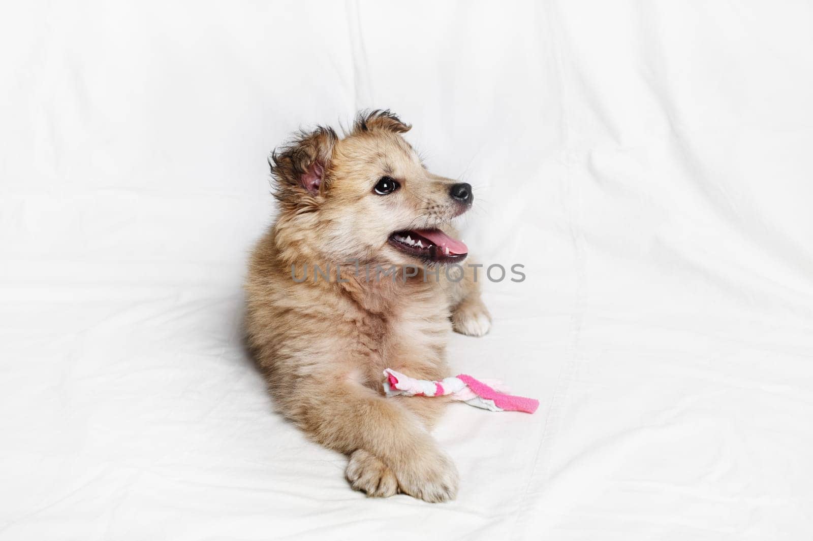 Puppy dog is resting on white cloth background.