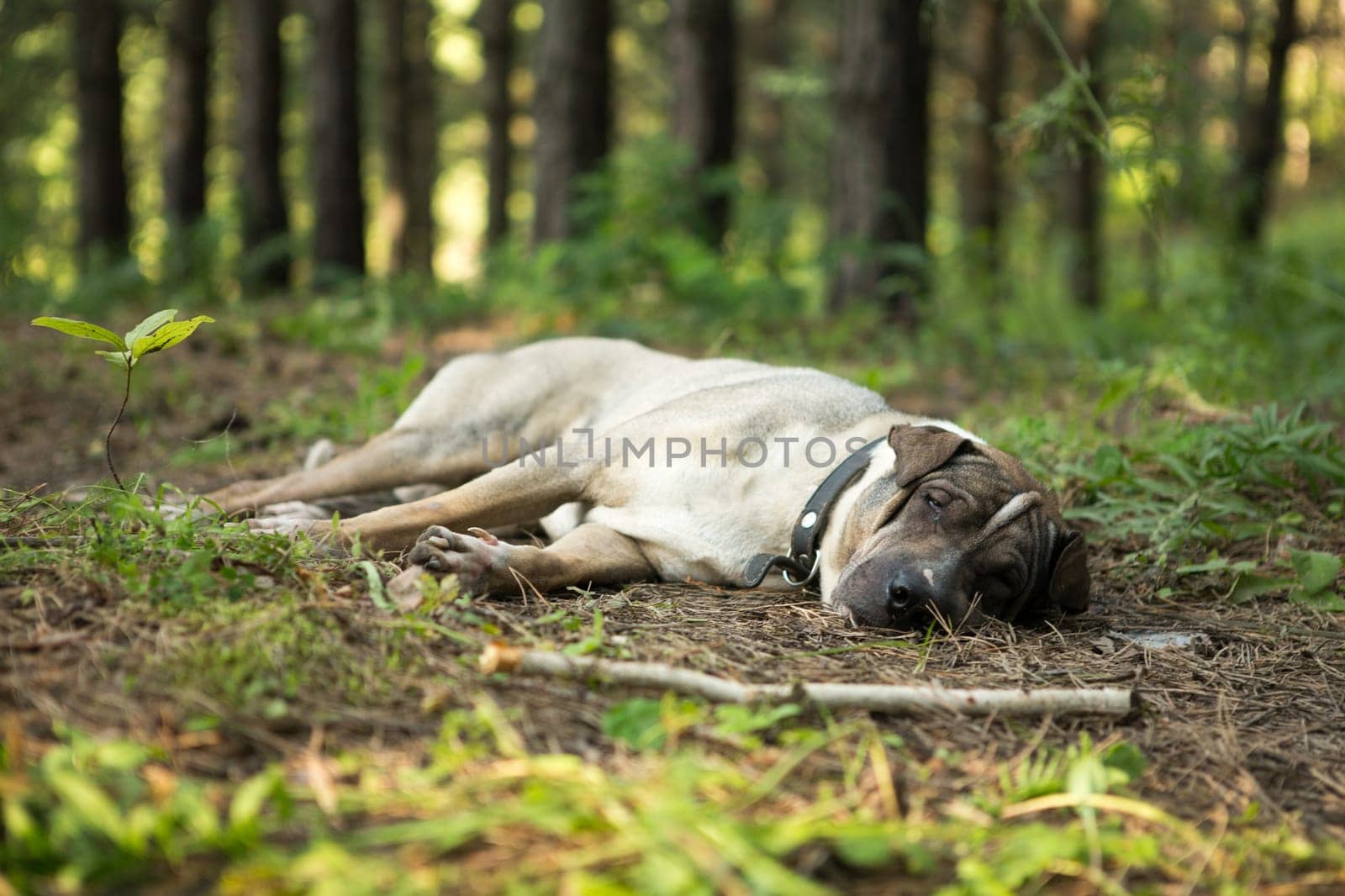 dog portrait outdoors sleeping in grass