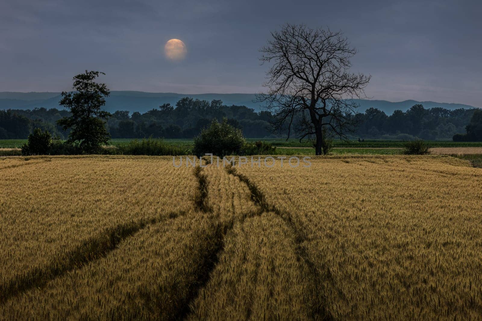 Gerstenfeld mit Vollmond