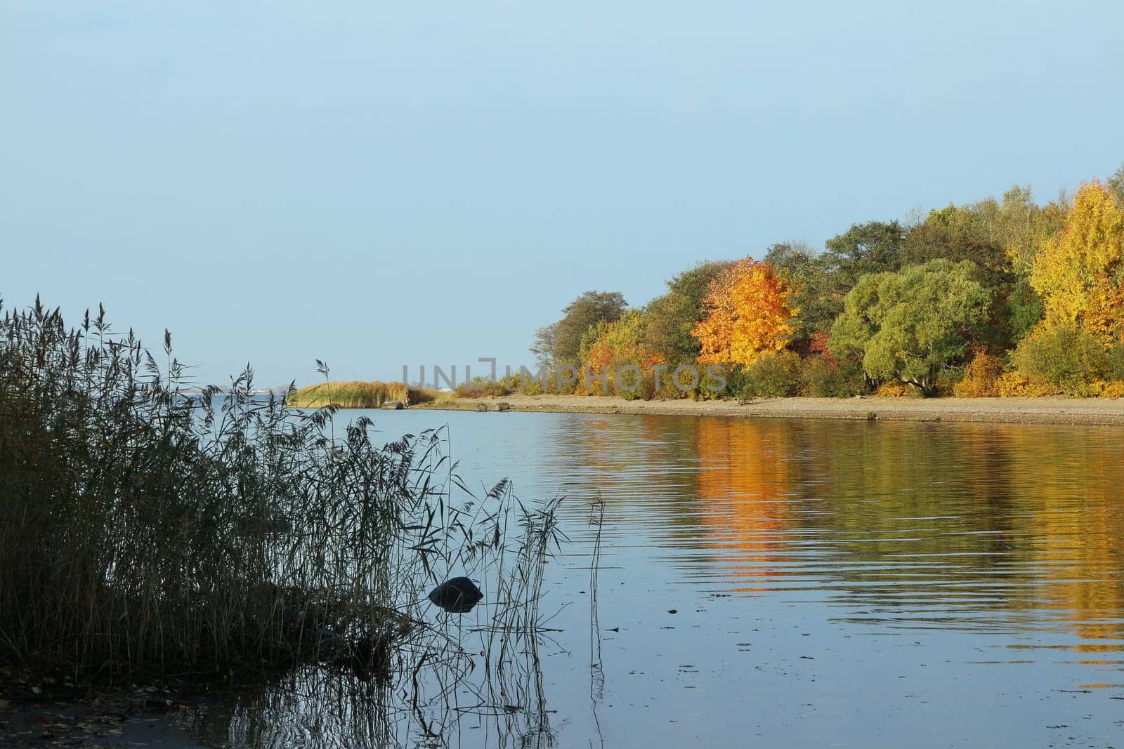 scenic river landscape bright yellow trees blue sky early autumn foreground shore