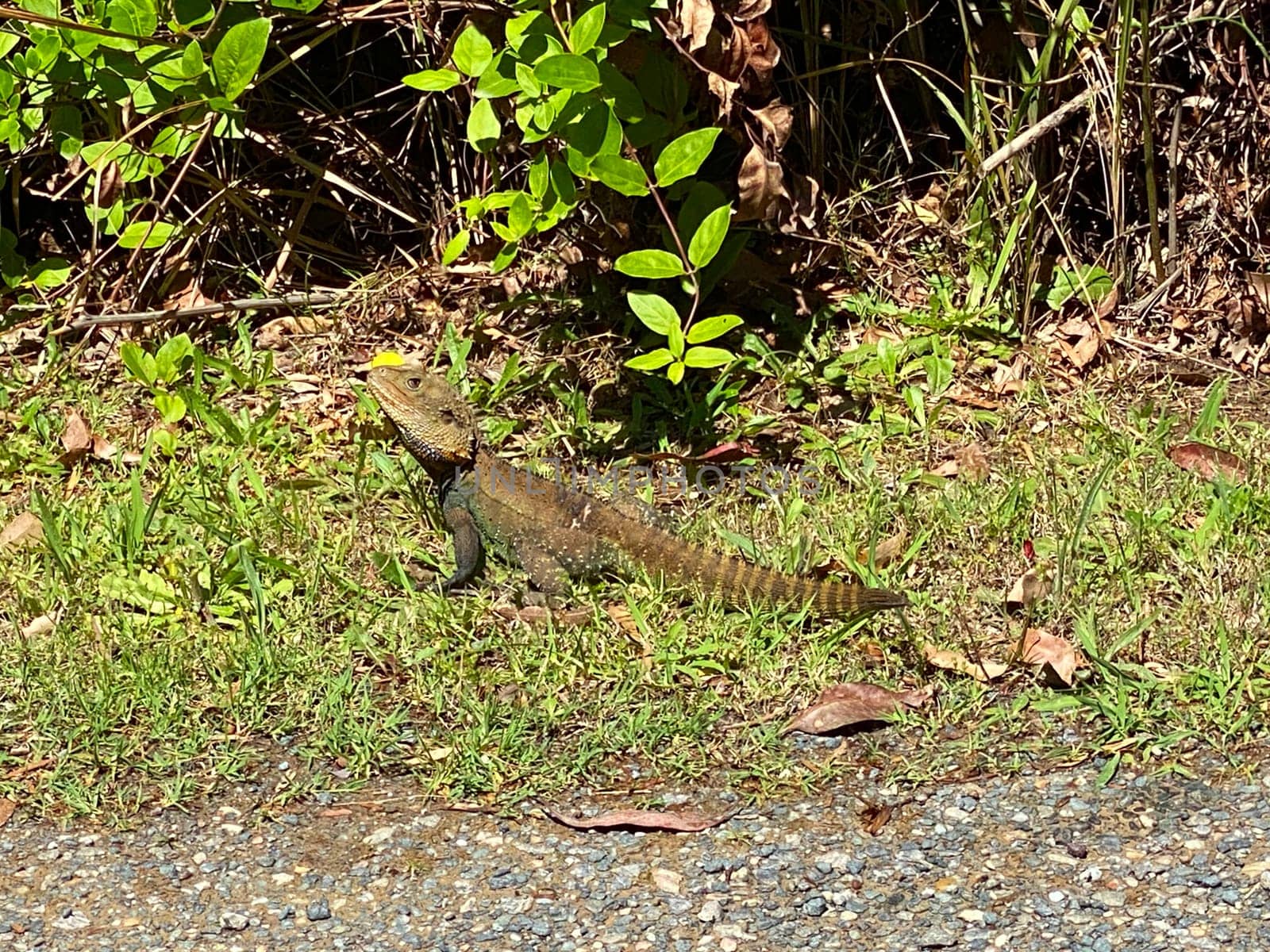 An Australian Eastern Water Dragon along the side of a road