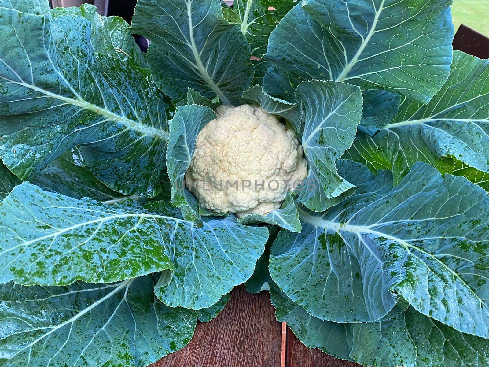 Freshly picked home grown cauliflower
